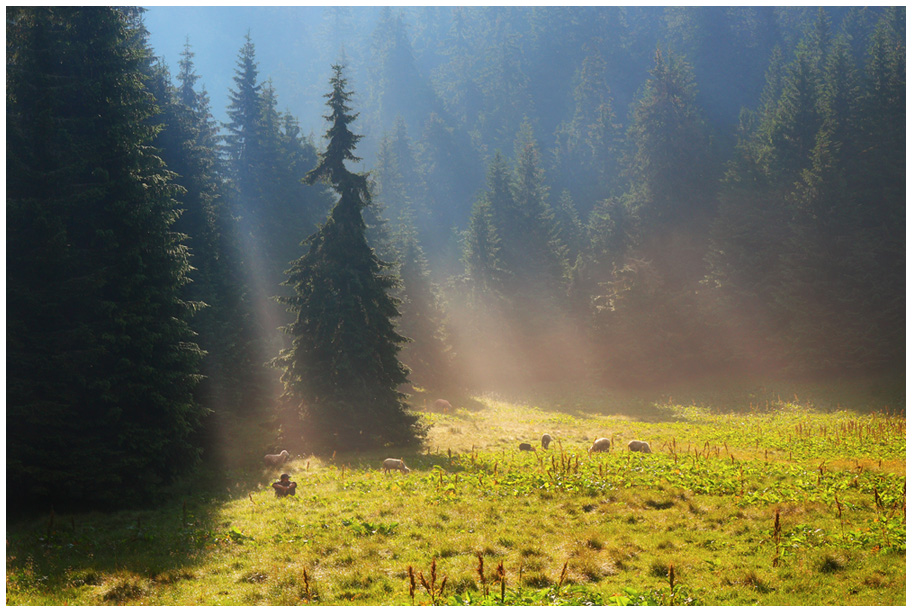 Blured spruces | blur, spruce, grass, wood, pine wood