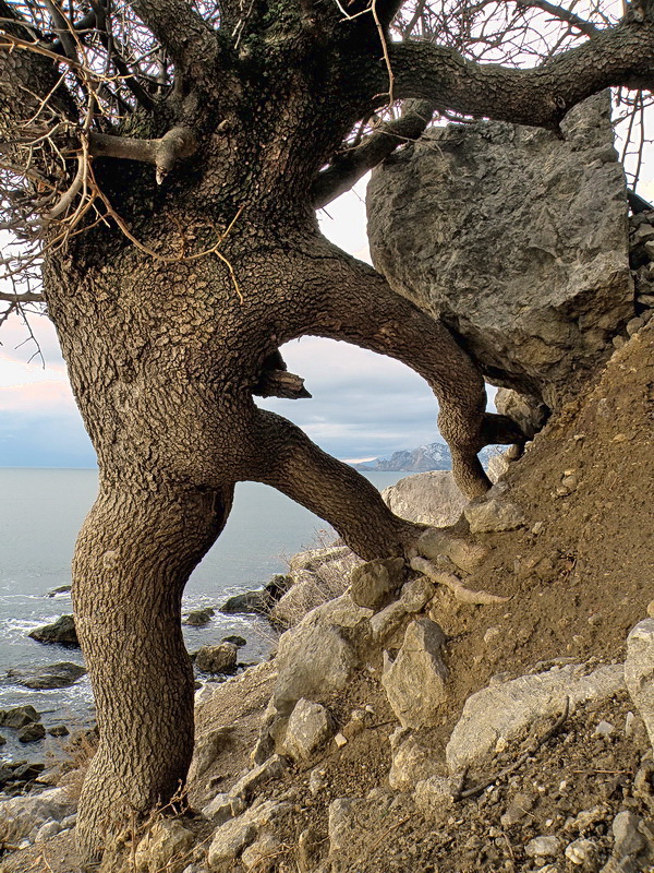 Pistachio-tree | landscape, nature, pistachio-tree, tree, branches , stones, roots, water, sky, Sisyphus