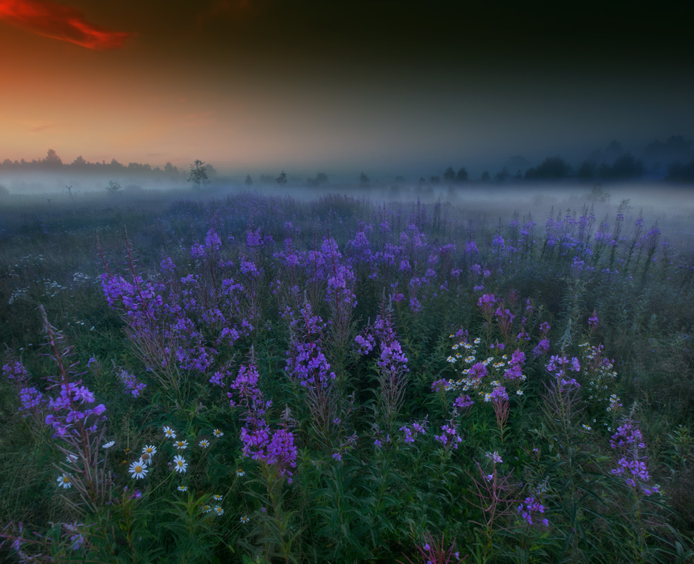 Morning fog | dawn, fog, grass, field