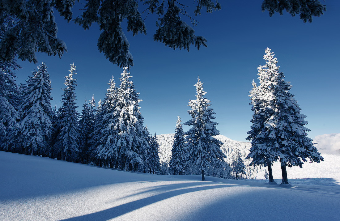 Winter frost | winter, frost, snow, spruce