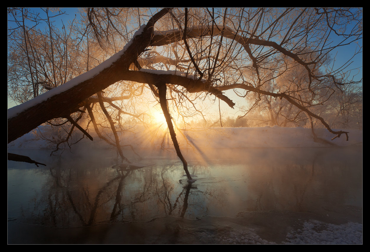 Fogge winter morning | fog, lake, morning, willow