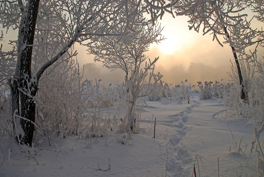 Path through the snow | path, snow, forest, winter