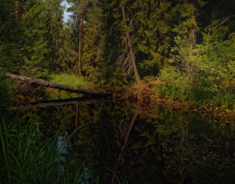 Black lake | landscape, Black lake, summer, mirror, light, grass, trees, fir, treefall, sunny