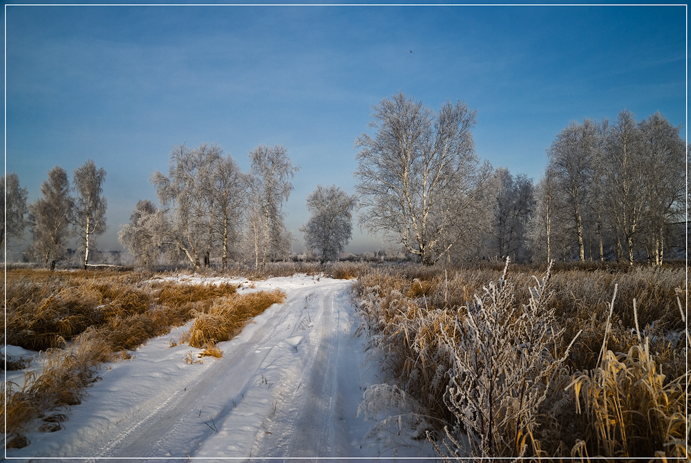 Snowy road | road, field, birch, winter