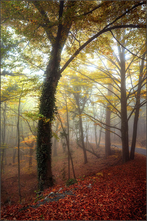 Fallen leafs | fallen leafs, road, sunbeam, tree