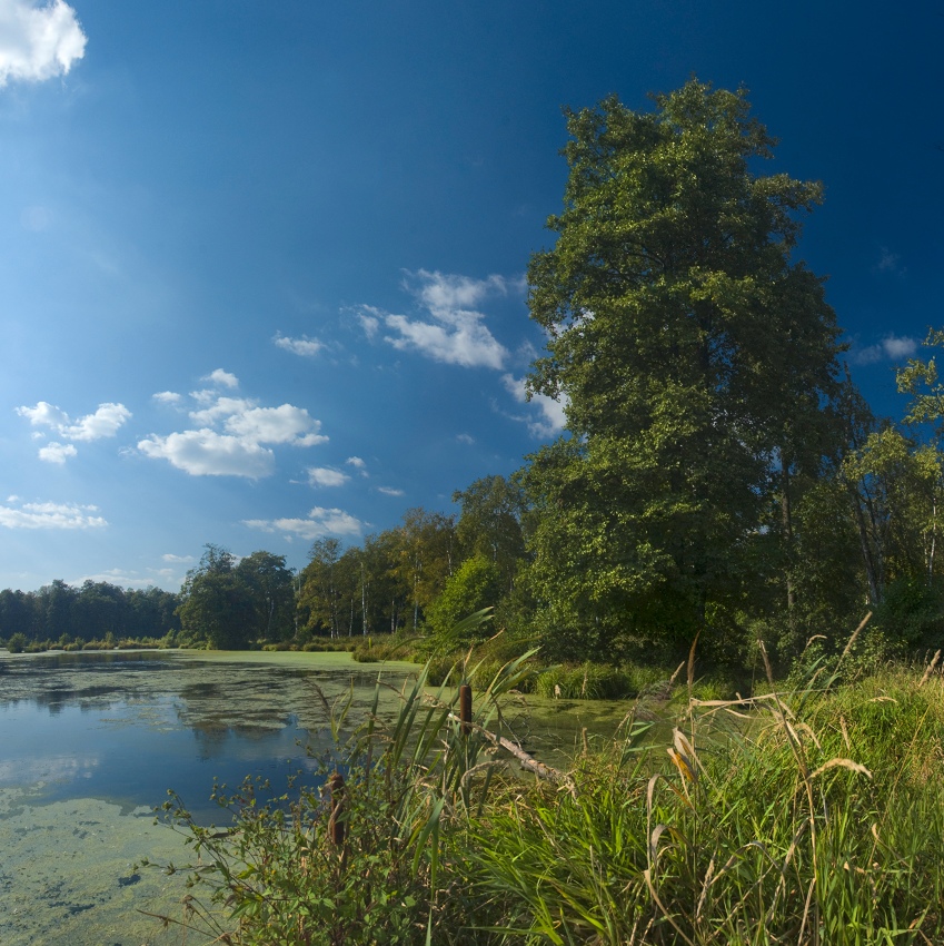 Alder and bog in summer day | nature, landscape, lake, tree, alder, bog, summer, august, cane, clouds