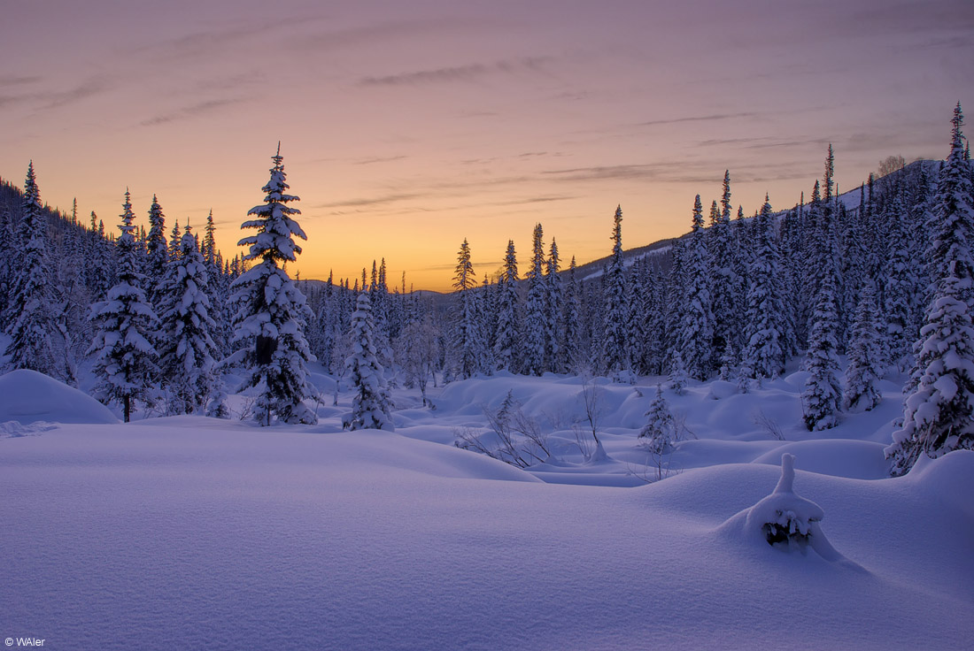 Frosen wood | spruce, winter, snow, dusk