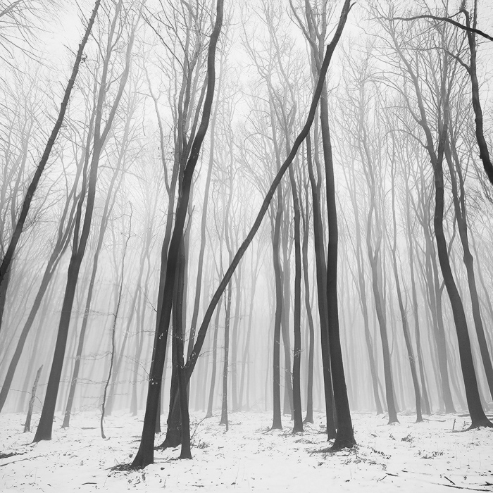 Bare trees | tree, winter, snow, haze