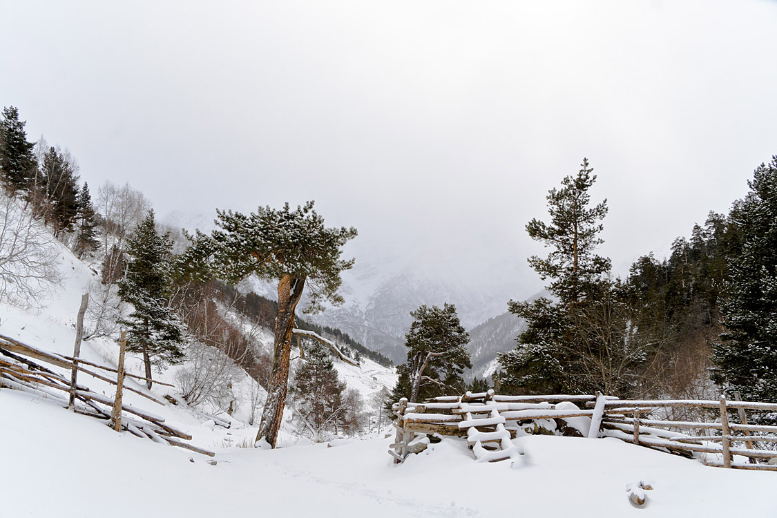 Winter in Terskol, Kabardino-Balkaria | Terskol, gorge, winter, snow, white, mountain  , trees, pines, Kabardino-Balkaria, hillside