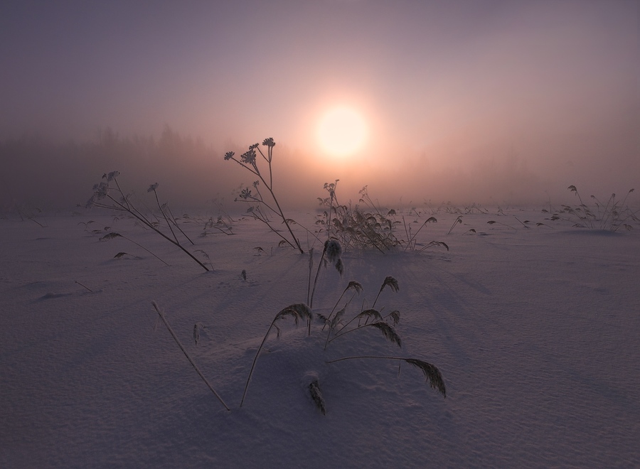 Foggy morning | fog, sunlight, winter, field