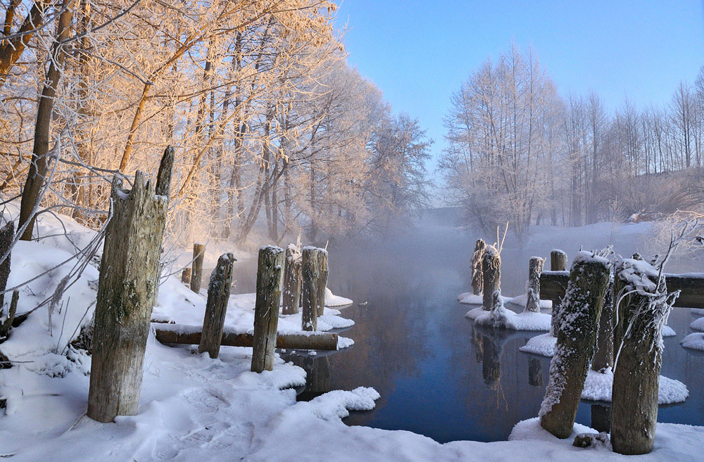 Stumps | stump, tree, winter, frost