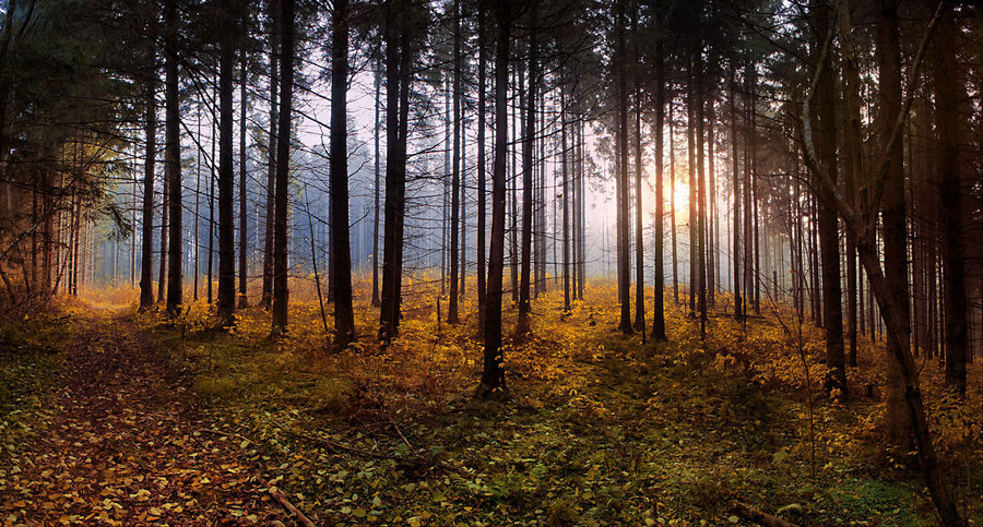 Through the forest... | fog, forest, spruce, fallen leaves