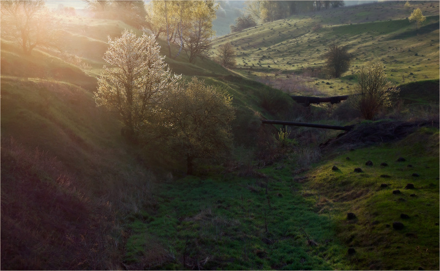 Foggy hills | fog, hill, spring, flowery meadows