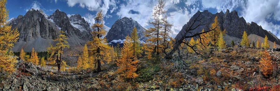 Altaian mountains | Altai, mountain, birch, tree