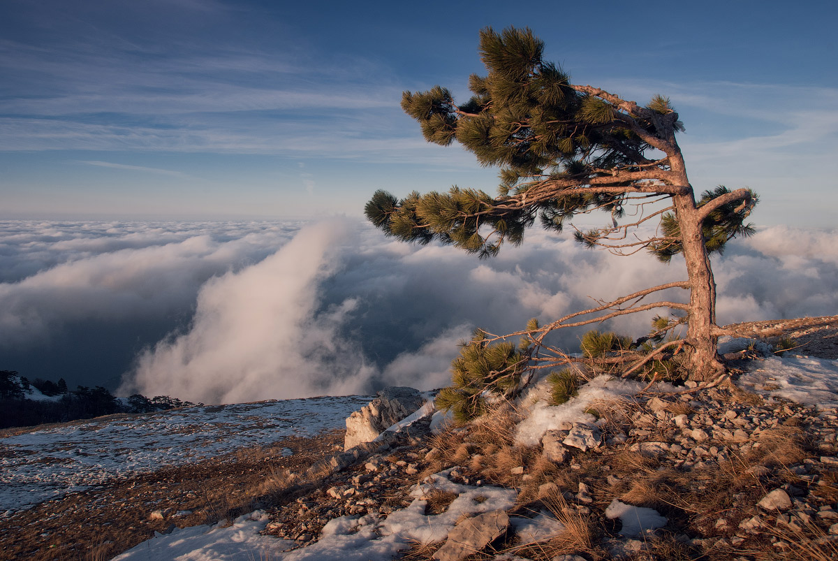 Lonely spruce | spruce, hillside, clouds, sky