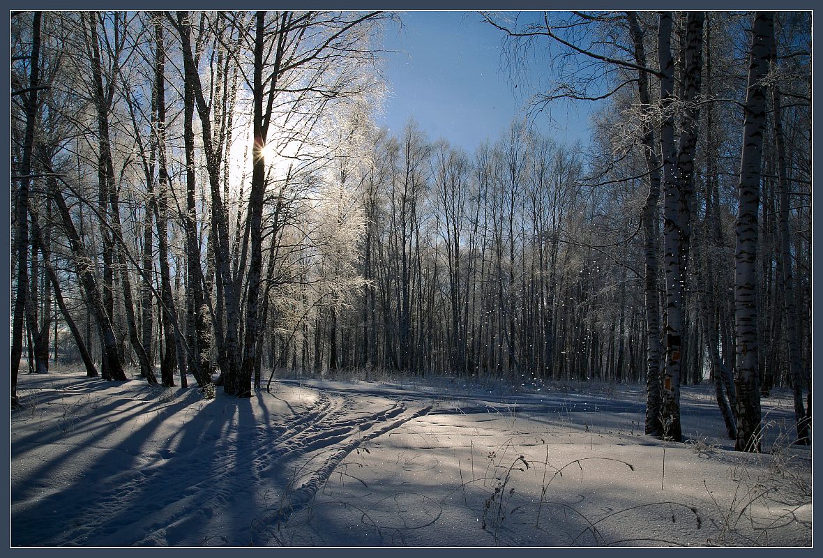 Sunny winter day in the forest | landscape, outdoor, nature, winter, snow, forest, sun, trees, sunny day, sky