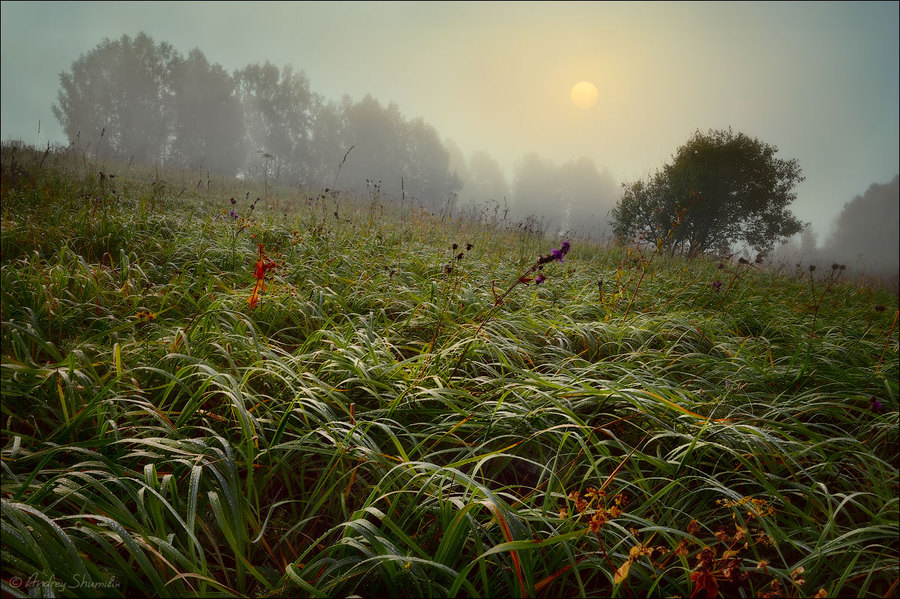 Herb | herb, green, tree, fog