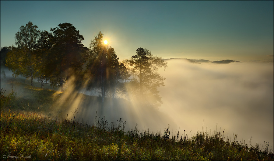 Sunbeams and fog | sunbeam, fog, sun, birch