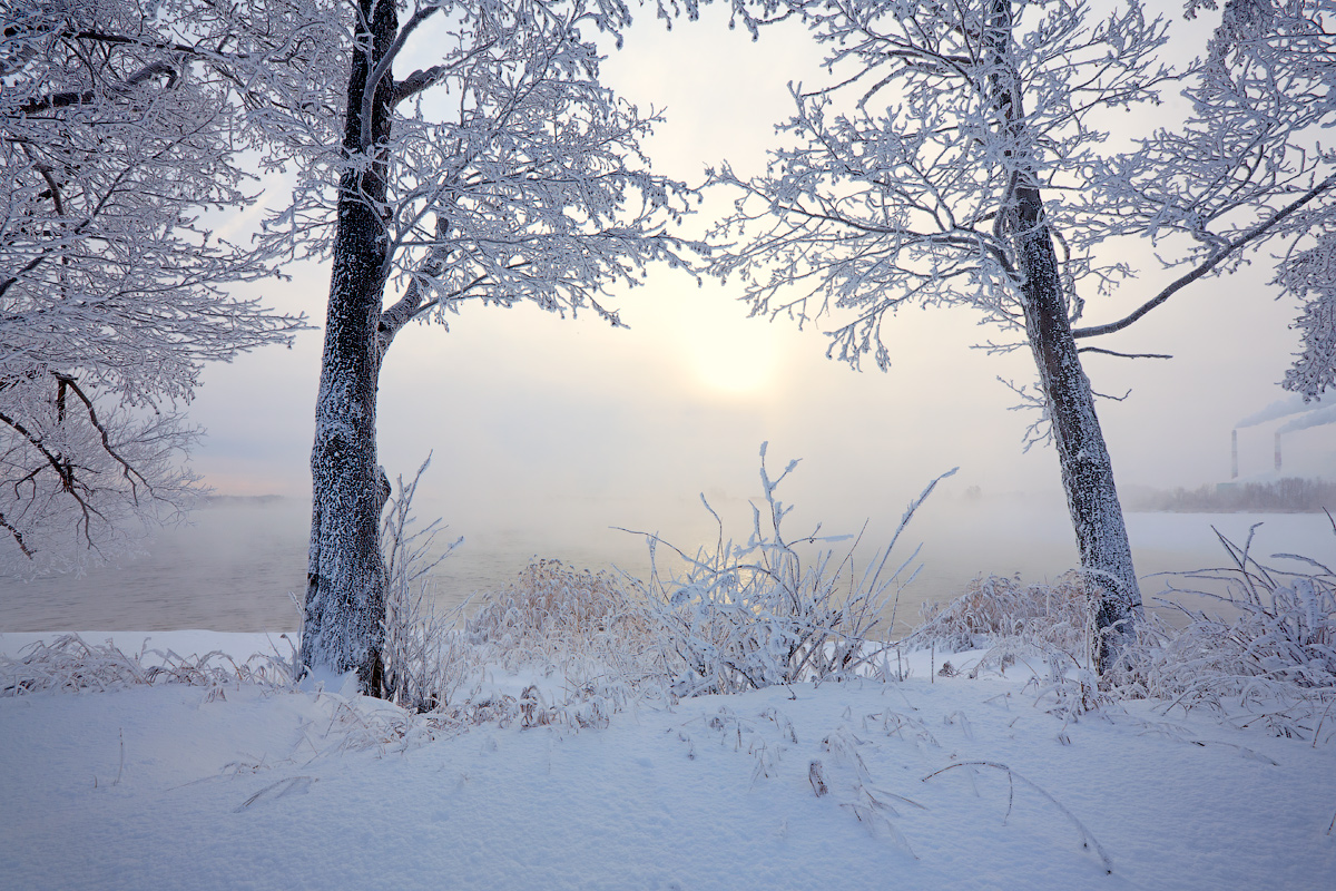 The Sun between the trees | sun, birch, fog, lake