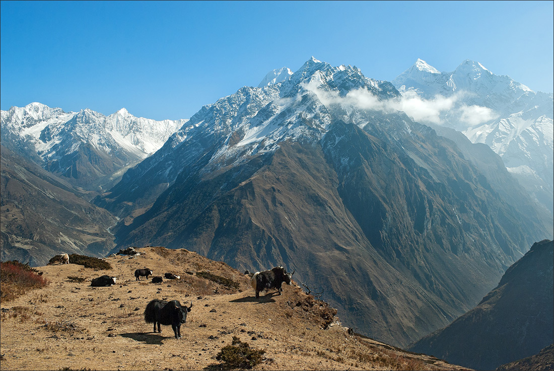 Cows grassing on the top of the nountain | cow, grassing, hillside, snowy peaks