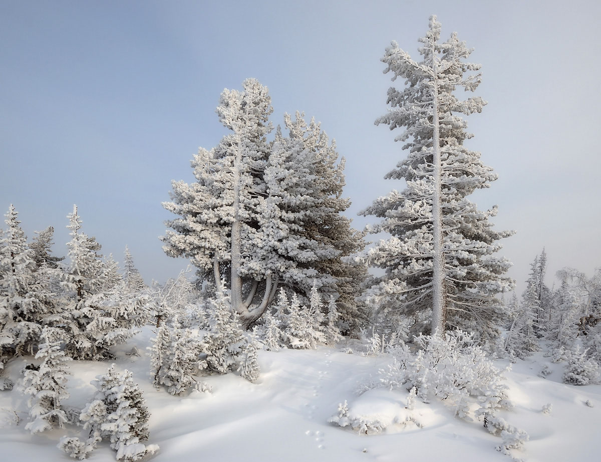 Frosen spruces | spruce, winter, snow, ice