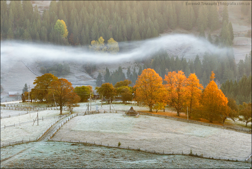 Orange trees | orange tree, mist, low cloud, tillage