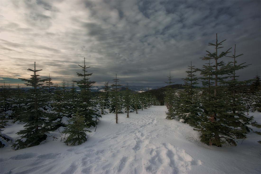 Newborn spruces | spruce, snow, winter, new year tree