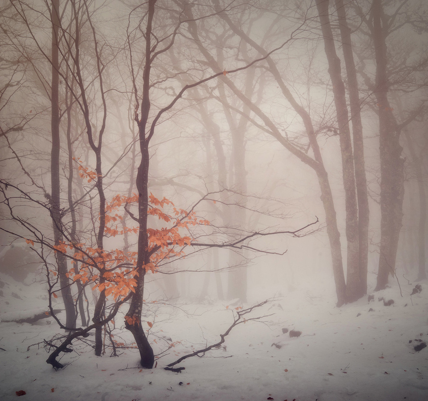 Through the mist | mist, tree, forest, winter
