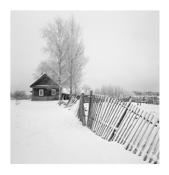 Birches covered with snow | winter, house, wooden, snow, birch, fence, destroyed, old, day, sky