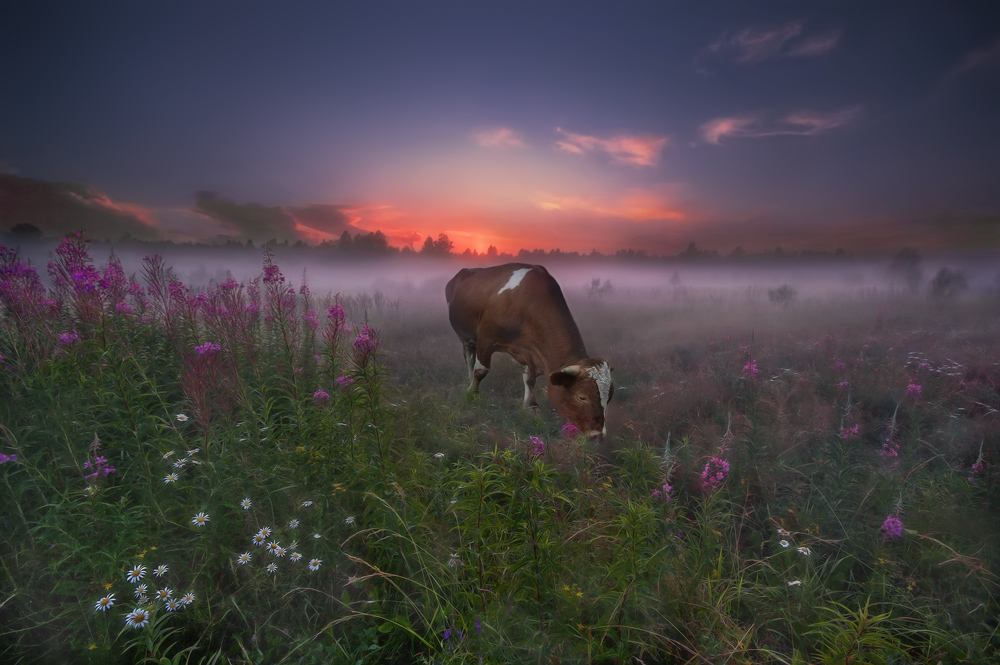Cow in red dawn | cow, field, grass, clover