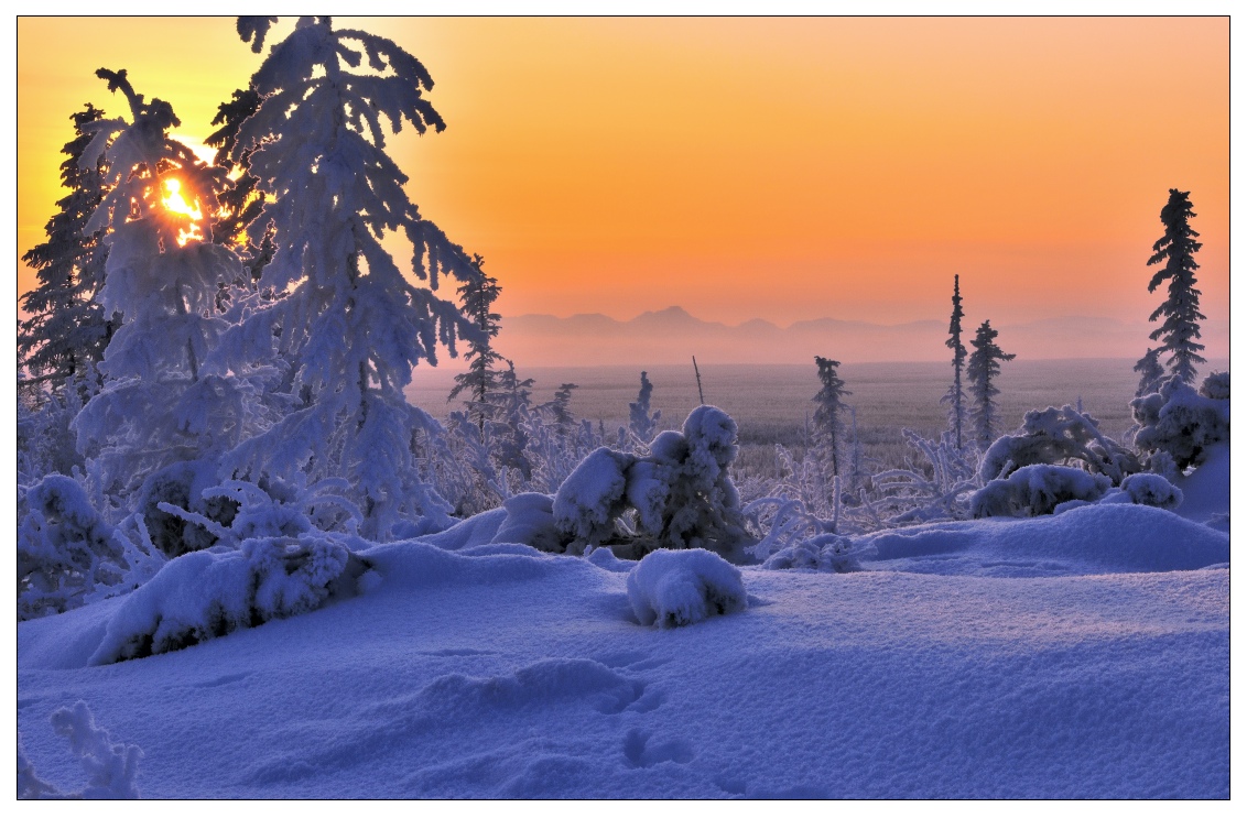 Winter dusk | dusk, winter, spruce, snow