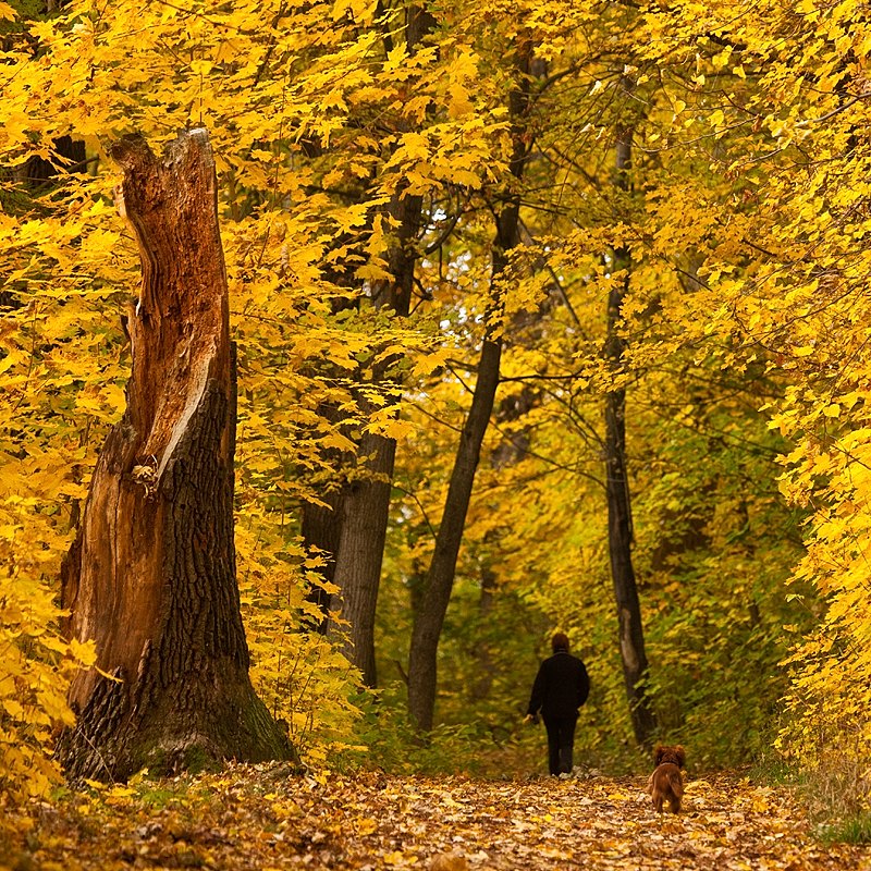 A Walk in an autumn forest | nature, autumn, forest, golden, woman, little, dog, trees, leaves, byway