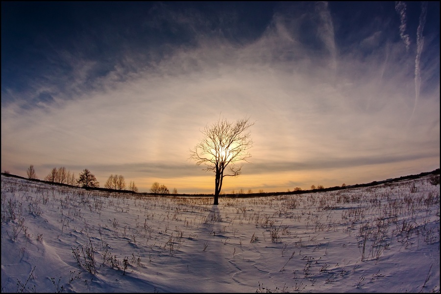 Scratches of the pen | cloud, tree, ground, snow