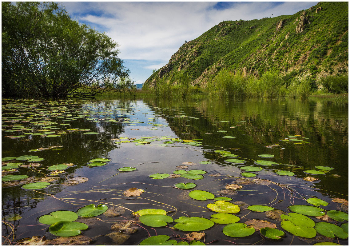 lake with lily pads | lily pad, lake, hill, willow