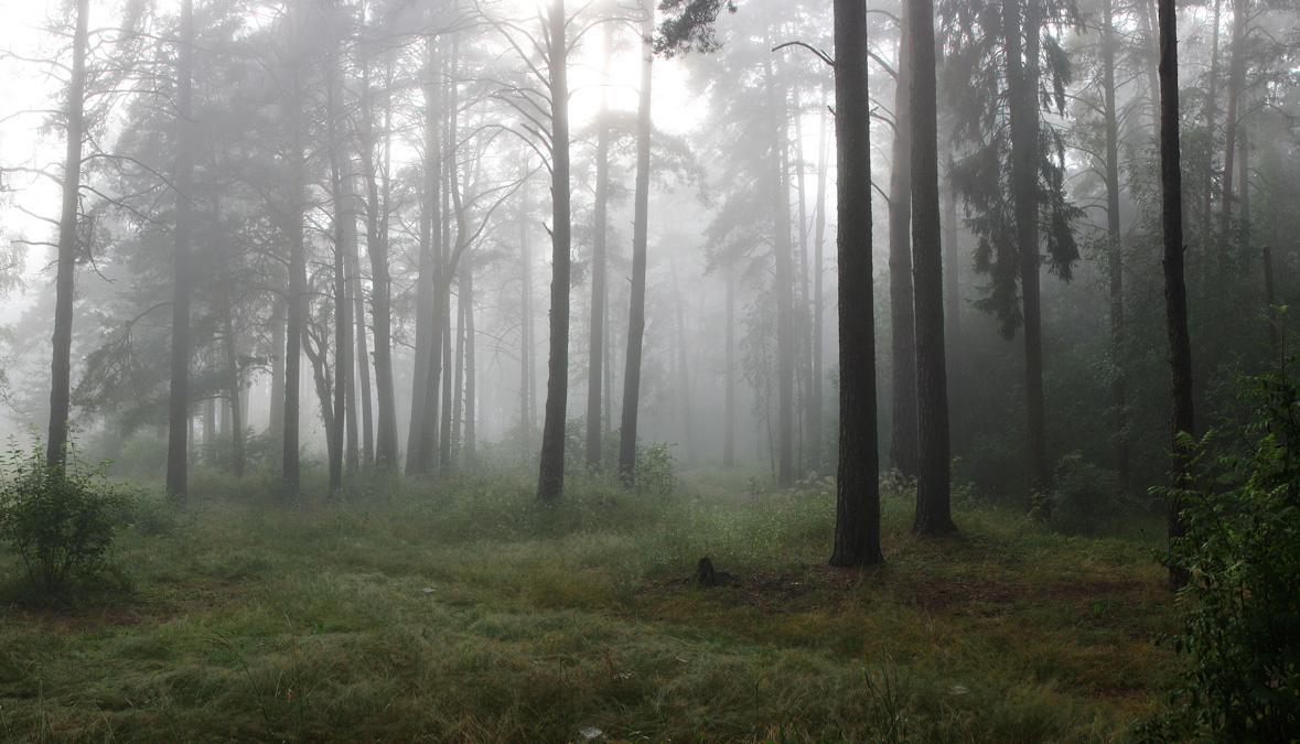 Mysterious foggy morning in the forest | landscape, nature, forest, trees, fog, morning, panorama, grass, sky, mysterious