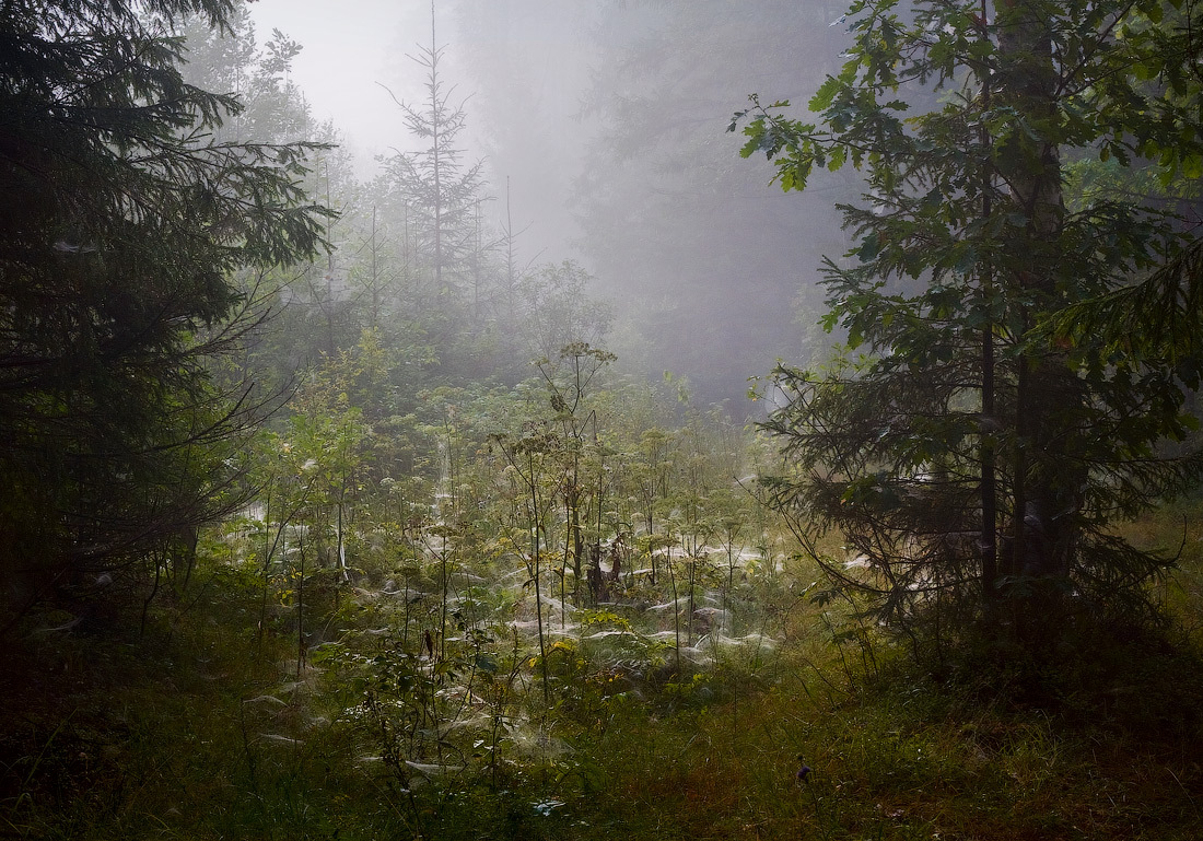 mist in the pine wood  | mist, pine wood, spruce, haze