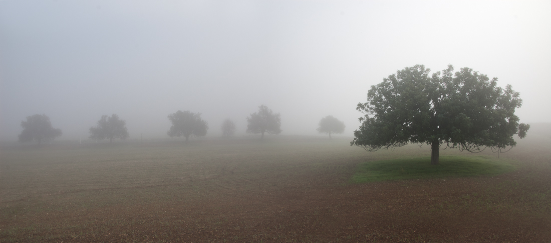 Foggy morning in country side | country side, tree, lonely, field