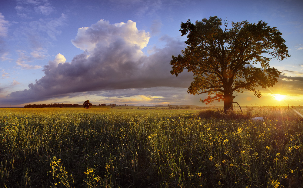 Lonely tree | meadow, sunset, clouds, poplar