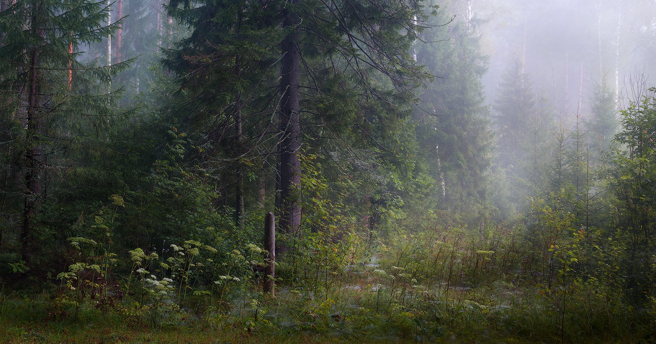 Mushroom place | mushroom, spruce, light, mist