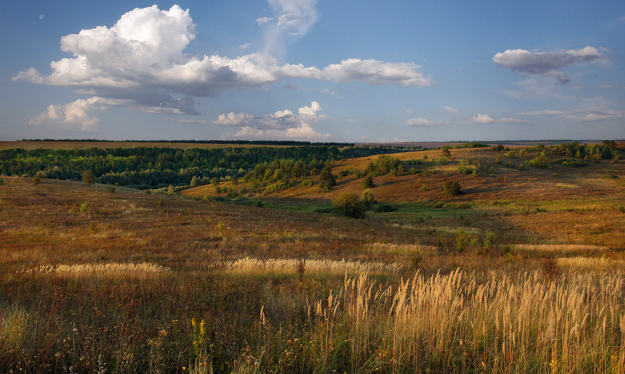 Inarables | landscape, inarable, sunny, sky, clouds , field , forest, trees, grass  , skyline