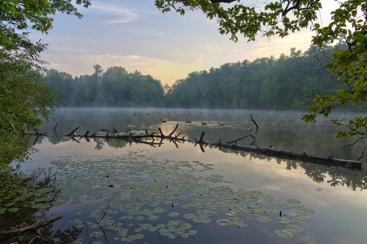 Steaming lake | lake, dawn, wood, water-lily