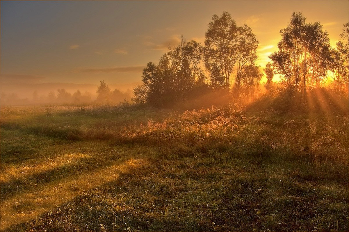 Golden dawn | sunrise, dawn, birch, field