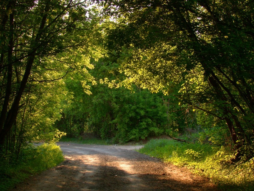 Road through the grove | countryside road, grove, sunbeam, wood