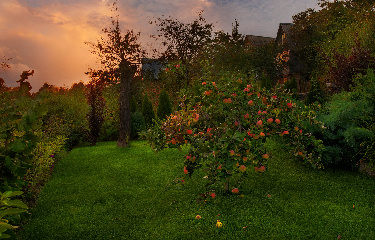 Late summer  | landscape, summer, green, tree, apples, sky, houses, evening, clouds, harvest
