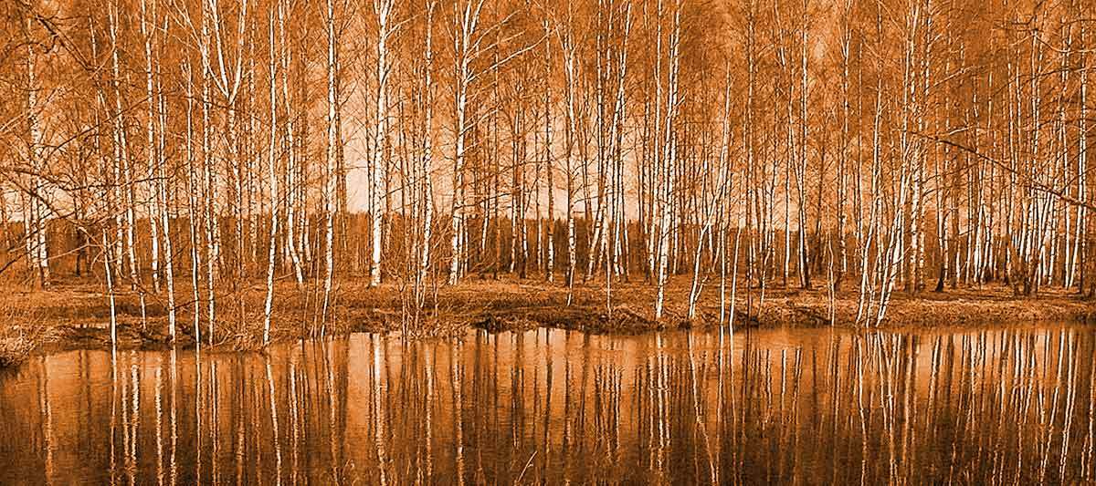 Birchwood | birchwood, lake, horizon, shore