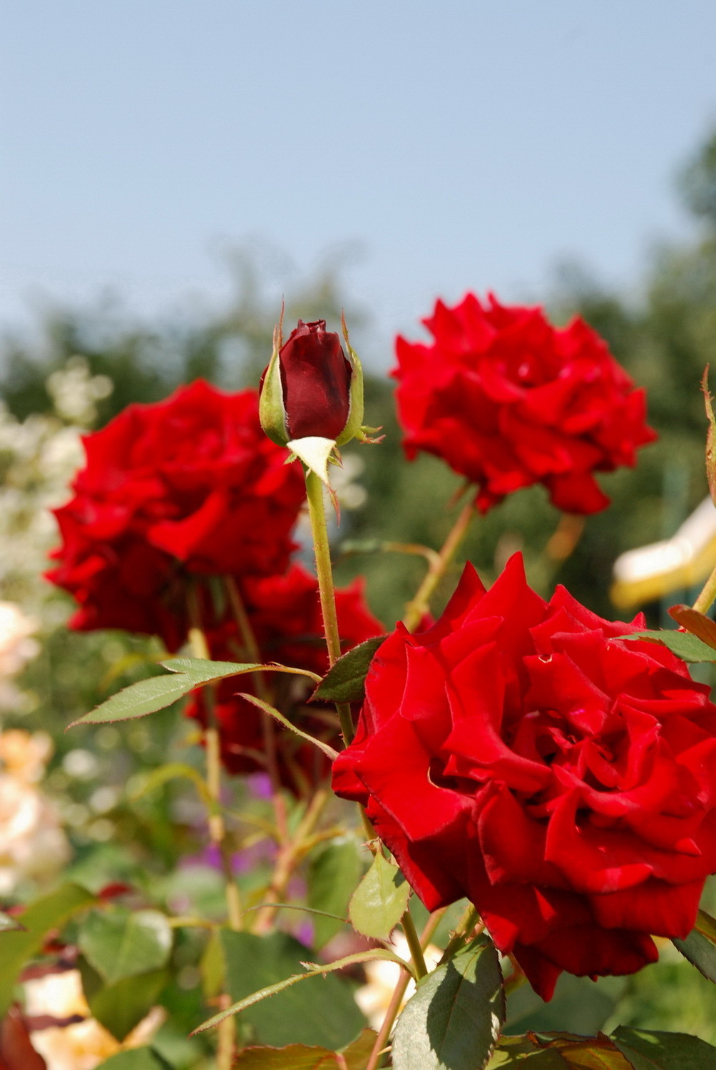 Roses | rose, blur, garden, midday