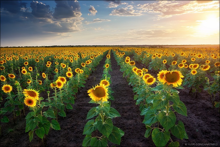 Sunflowers | sunflower, skyline, dawn, field