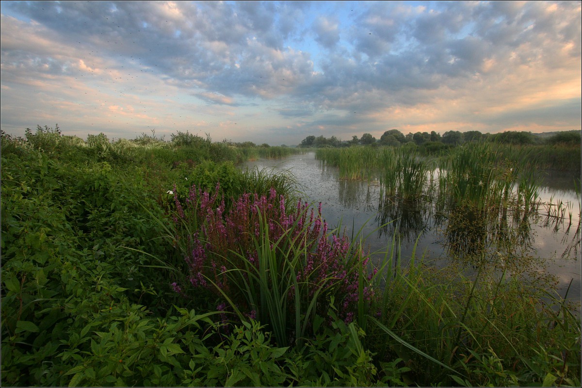 Mosquito's heaven | heaven, grass, bog, sky