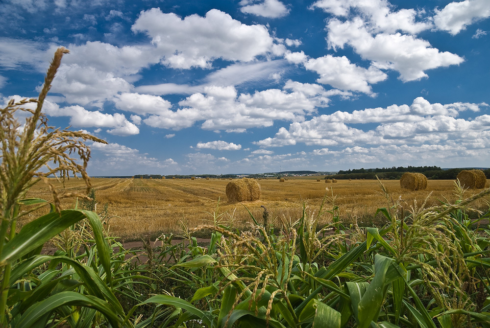 Cornfield | corn, cornfield, hay, day