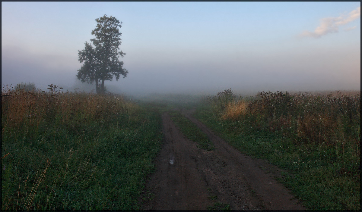 Hedgehog in the fog | hedgehog, fog, tree, darkness